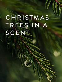 Frasier Fir Tin Candle